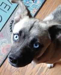 Lost Female Dog last seen Texas and Peach, Alexandria, LA 71301