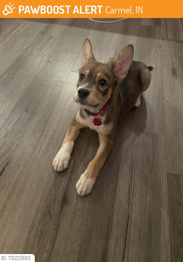 Found/Stray Male Dog last seen 96th and Towne, Bramblewood Subdivision, Carmel, IN 46032