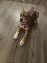 Found/Stray Male Dog last seen 96th and Towne, Bramblewood Subdivision, Carmel, IN 46032