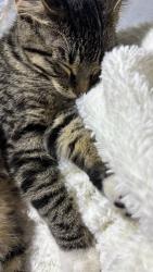 Lost Female Cat last seen 15th st, Moorhead, MN 56560