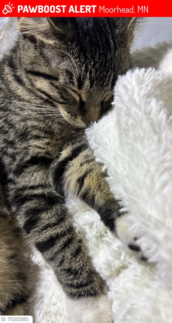 Lost Female Cat last seen 15th st, Moorhead, MN 56560