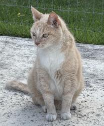 Lost Male Cat last seen Diamond ridge and Brilliance, Boerne, TX 78006