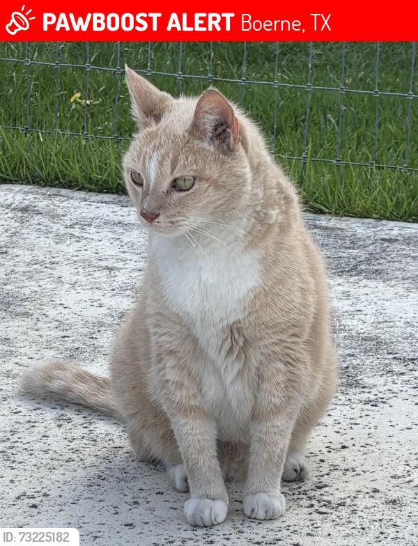 Lost Male Cat last seen Diamond ridge and Brilliance, Boerne, TX 78006