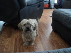 Lost Male Dog last seen Desert Inn and Durango, Las Vegas, NV 89117