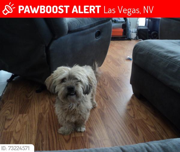 Lost Male Dog last seen Desert Inn and Durango, Las Vegas, NV 89117