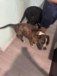 Reunited Male Dog last seen Edd rd and seagoville rd, Dallas, TX 75253
