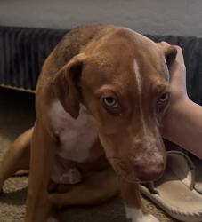 Found/Stray Male Dog last seen Intersection of opal rd and Daniel McLeod rd, Red Springs, NC 28377