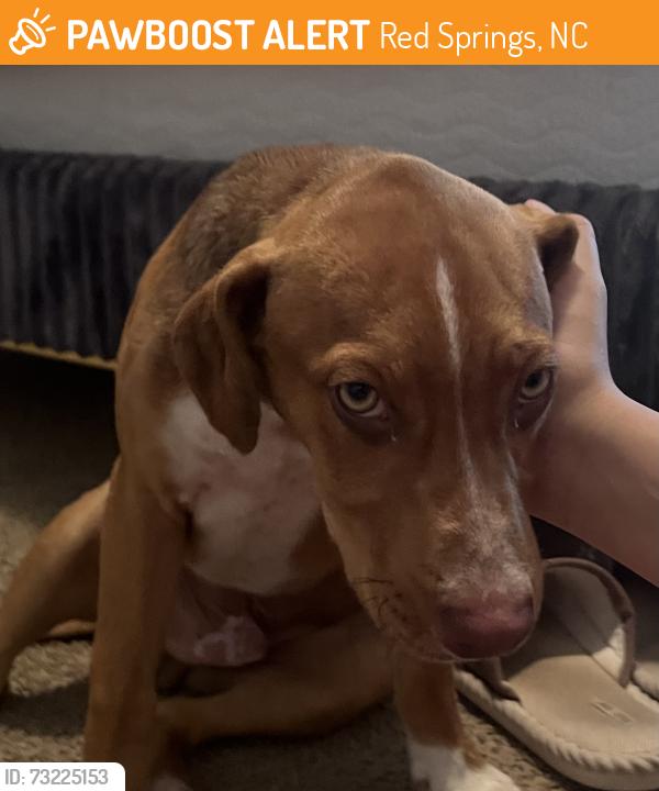 Found/Stray Male Dog last seen Intersection of opal rd and Daniel McLeod rd, Red Springs, NC 28377