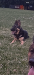 Reunited Female Dog last seen By the old highland farms, Mississauga, ON L4Z 3R2