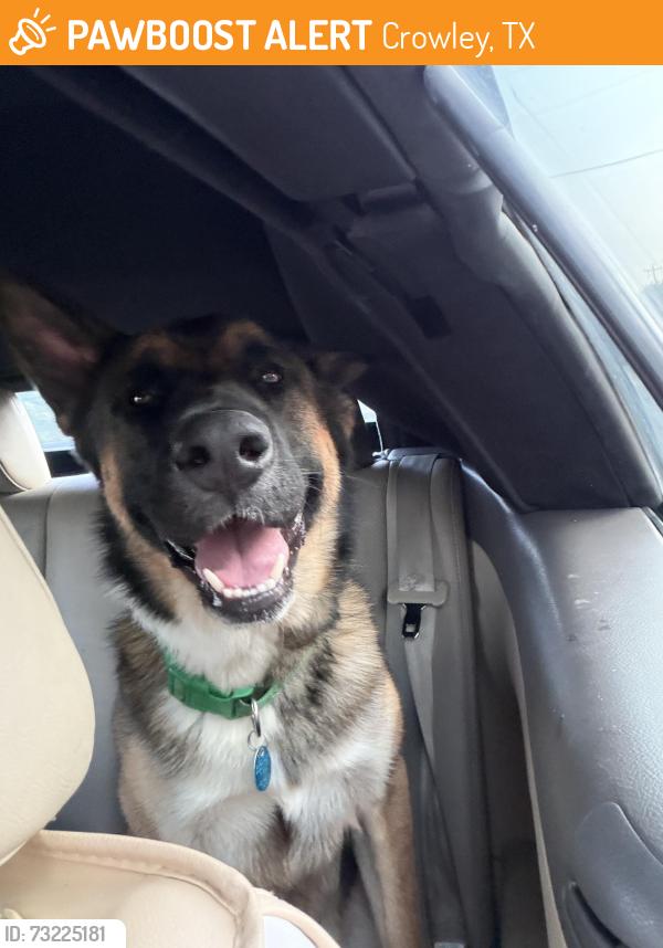 Found/Stray Male Dog last seen Planet fitness Crowley Texas, Crowley, TX 76036