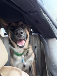 Found/Stray Male Dog last seen Planet fitness Crowley Texas, Crowley, TX 76036