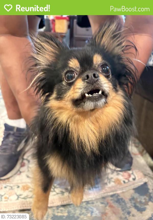 Reunited Male Dog last seen By boss burger, Burien, WA 98166