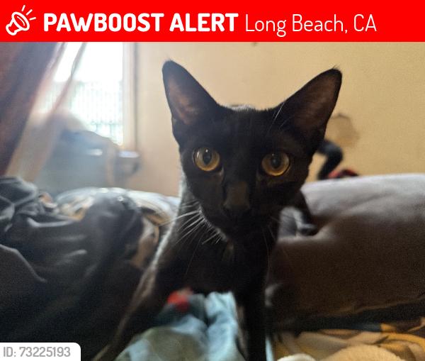 Lost Female Cat last seen magnolia, Long Beach, CA 90813