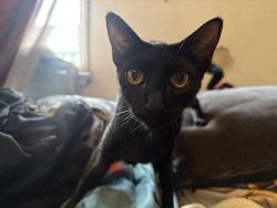 Lost Female Cat last seen magnolia, Long Beach, CA 90813