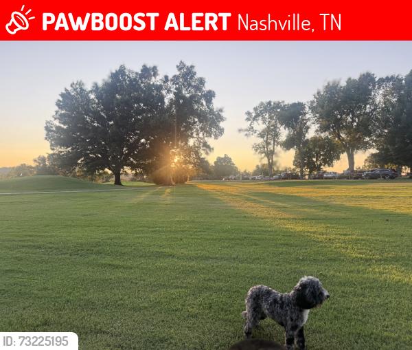 Lost Male Dog last seen Sloan road, Nashville, TN 37209