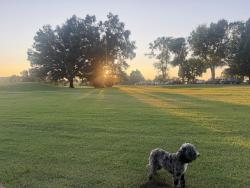 Lost Male Dog last seen Sloan road, Nashville, TN 37209