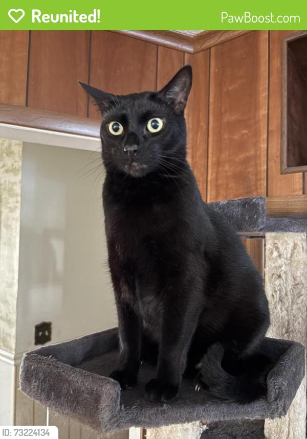 Reunited Male Cat last seen Pt Pleasant Rd and San Jose Blvd, Jacksonville, FL 32217