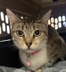Shelter Stray Female Cat last seen Near S 29th Street, San Diego, CA, 92113, 5500 Gaines St, San Diego, CA 92110, USA