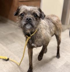 Shelter Stray Male Dog last seen Near Sunset Cliff Boulevard, San Diego, CA, 92106, 5500 Gaines St, San Diego, CA 92110, USA