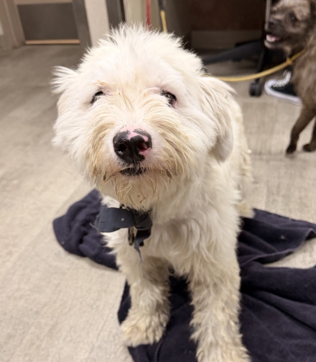 Shelter Stray Female Dog last seen Near Sunset Cliff Boulevard, San Diego, CA, 92107, 5500 Gaines St, San Diego, CA 92110, USA