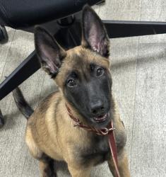 Shelter Stray Female Dog last seen Near Ocena Gate Lane, San Diego, CA, 92154, 5500 Gaines St, San Diego, CA 92110, USA