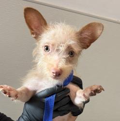 Shelter Stray Female Dog last seen Island Ave, San Diego, CA, 92102, 5500 Gaines St, San Diego, CA 92110, USA