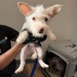 Shelter Stray Female Dog last seen Island Ave, San Diego, CA, 92102, 5500 Gaines St, San Diego, CA 92110, USA