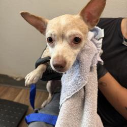 Shelter Stray Female Dog last seen Island Ave, San Diego, CA, 92102, 5500 Gaines St, San Diego, CA 92110, USA