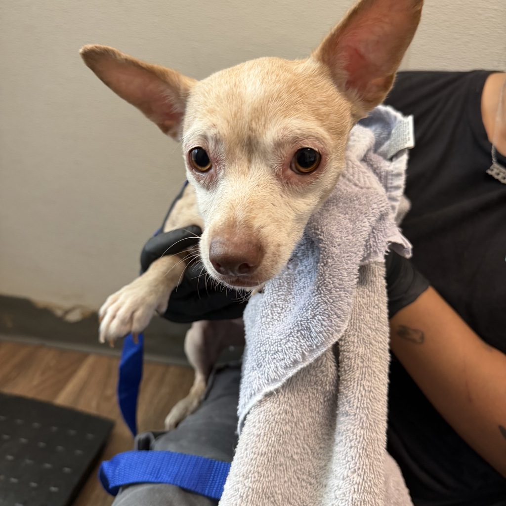 Shelter Stray Female Dog last seen Island Ave, San Diego, CA, 92102, 5500 Gaines St, San Diego, CA 92110, USA