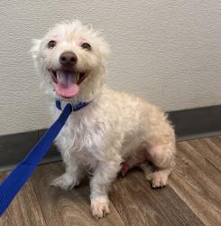 Shelter Stray Male Dog last seen Island Ave, San Diego, CA, 92102, 5500 Gaines St, San Diego, CA 92110, USA