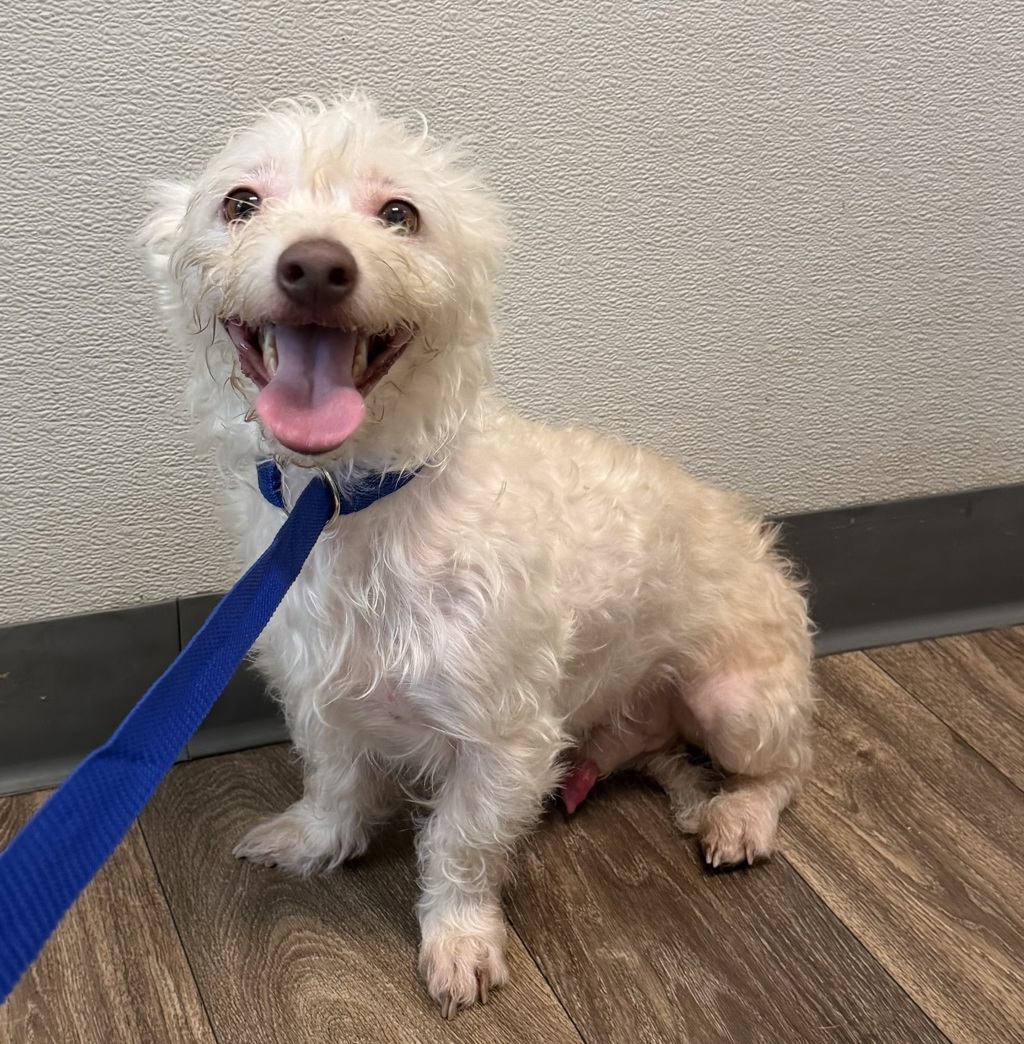 Shelter Stray Male Dog last seen Island Ave, San Diego, CA, 92102, 5500 Gaines St, San Diego, CA 92110, USA