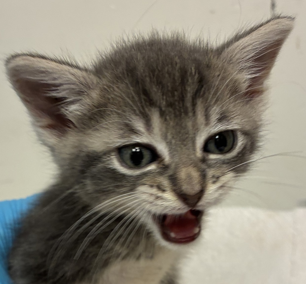 Shelter Stray Male Cat last seen NE 122nd and Glisan, PORTLAND, OR, 97230, 1700 W Historic Columbia River Hwy, Troutdale, OR 97060, USA