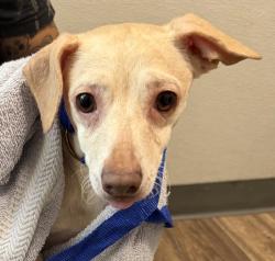 Shelter Stray Female Dog last seen Island Ave, San Diego, CA, 92102, 5500 Gaines St, San Diego, CA 92110, USA