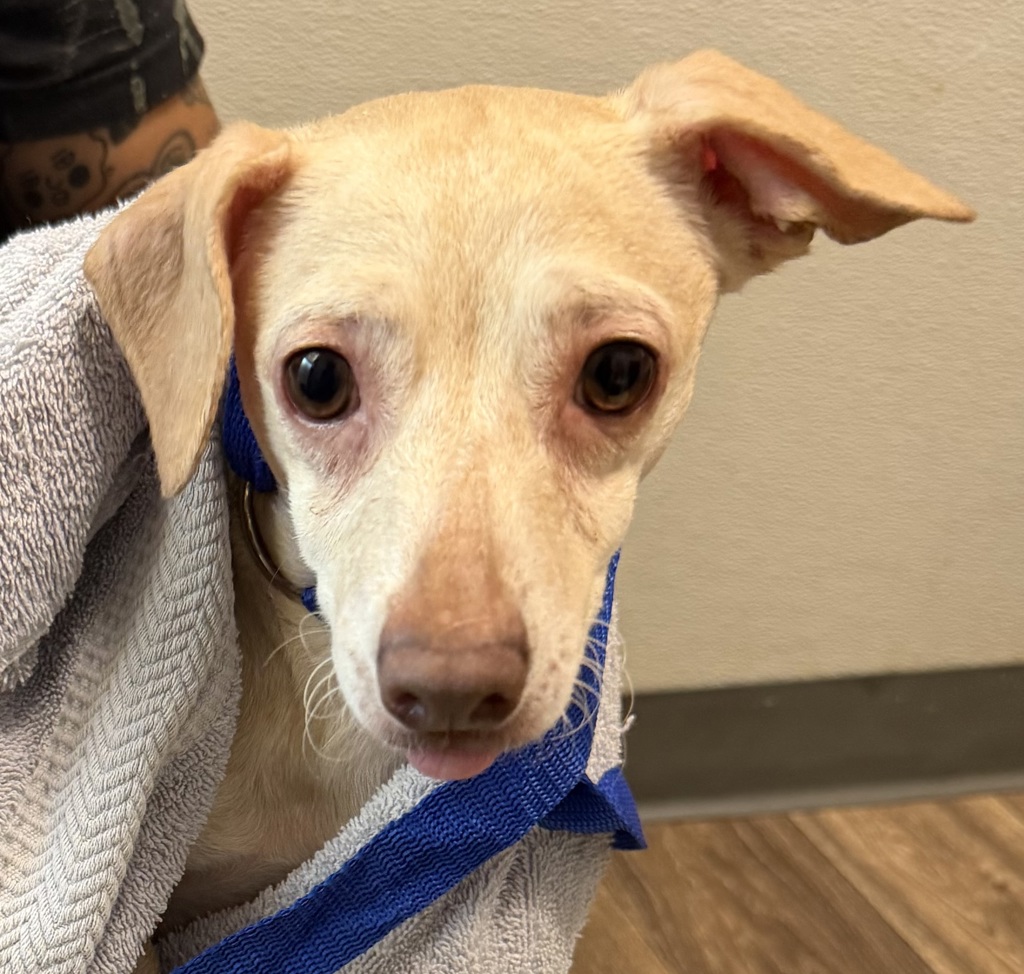 Shelter Stray Female Dog last seen Island Ave, San Diego, CA, 92102, 5500 Gaines St, San Diego, CA 92110, USA