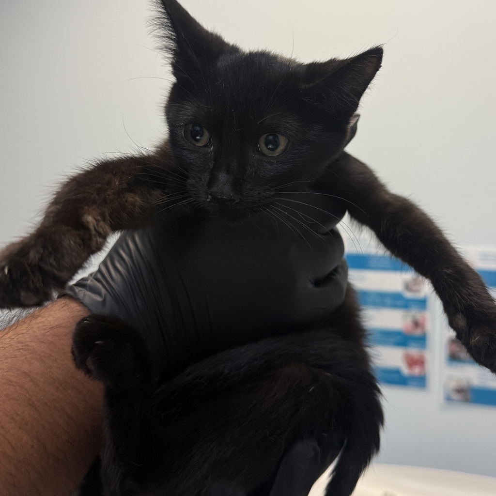 Shelter Stray Female Cat last seen Near S 28th Street, San Diego, CA, 92113, 5500 Gaines St, San Diego, CA 92110, USA