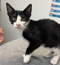 Shelter Stray Male Cat last seen Point Loma near Nazarene University, San Diego, CA, 92106, 5500 Gaines St, San Diego, CA 92110, USA