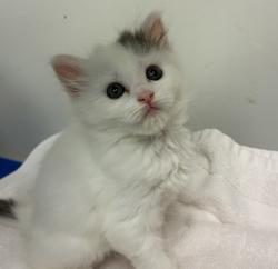 Shelter Stray Female Cat last seen NE 122nd and Glisan, PORTLAND, OR, 97230, 1700 W Historic Columbia River Hwy, Troutdale, OR 97060, USA