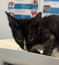 Shelter Stray Male Cat last seen Point Loma near Nazarene University, San Diego, CA, 92106, 5500 Gaines St, San Diego, CA 92110, USA