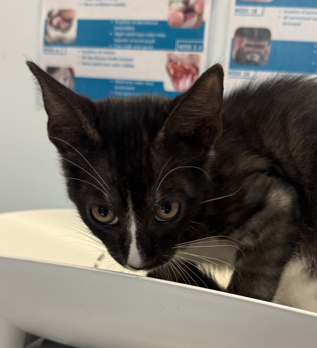 Shelter Stray Male Cat last seen Point Loma near Nazarene University, San Diego, CA, 92106, 5500 Gaines St, San Diego, CA 92110, USA