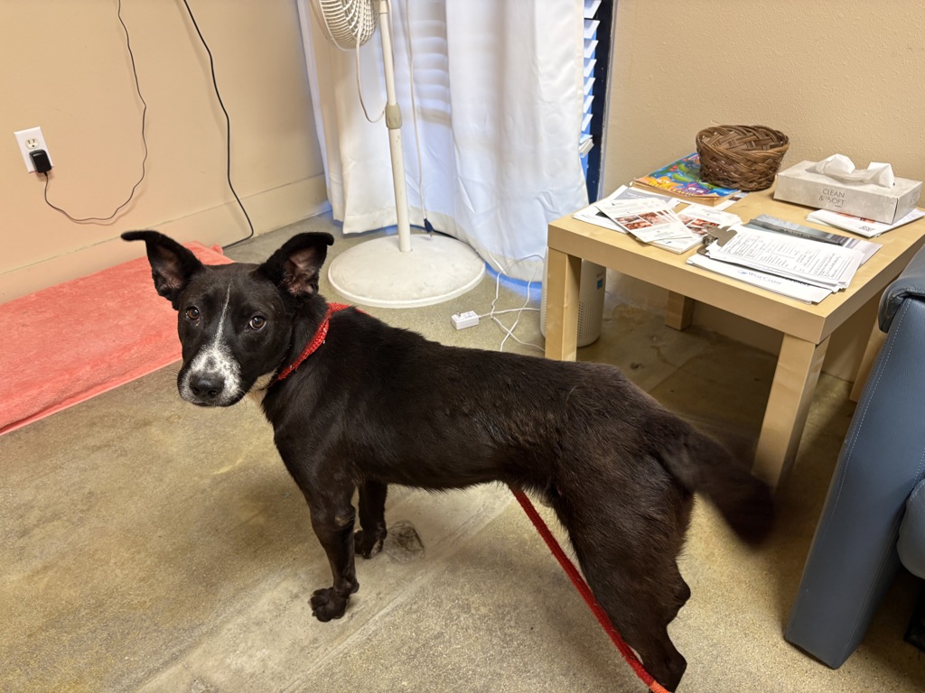 Shelter Stray Male Dog last seen Near El Camino Real Drive, Carlsbad, CA, 92008, Oceanside, CA 92058, USA