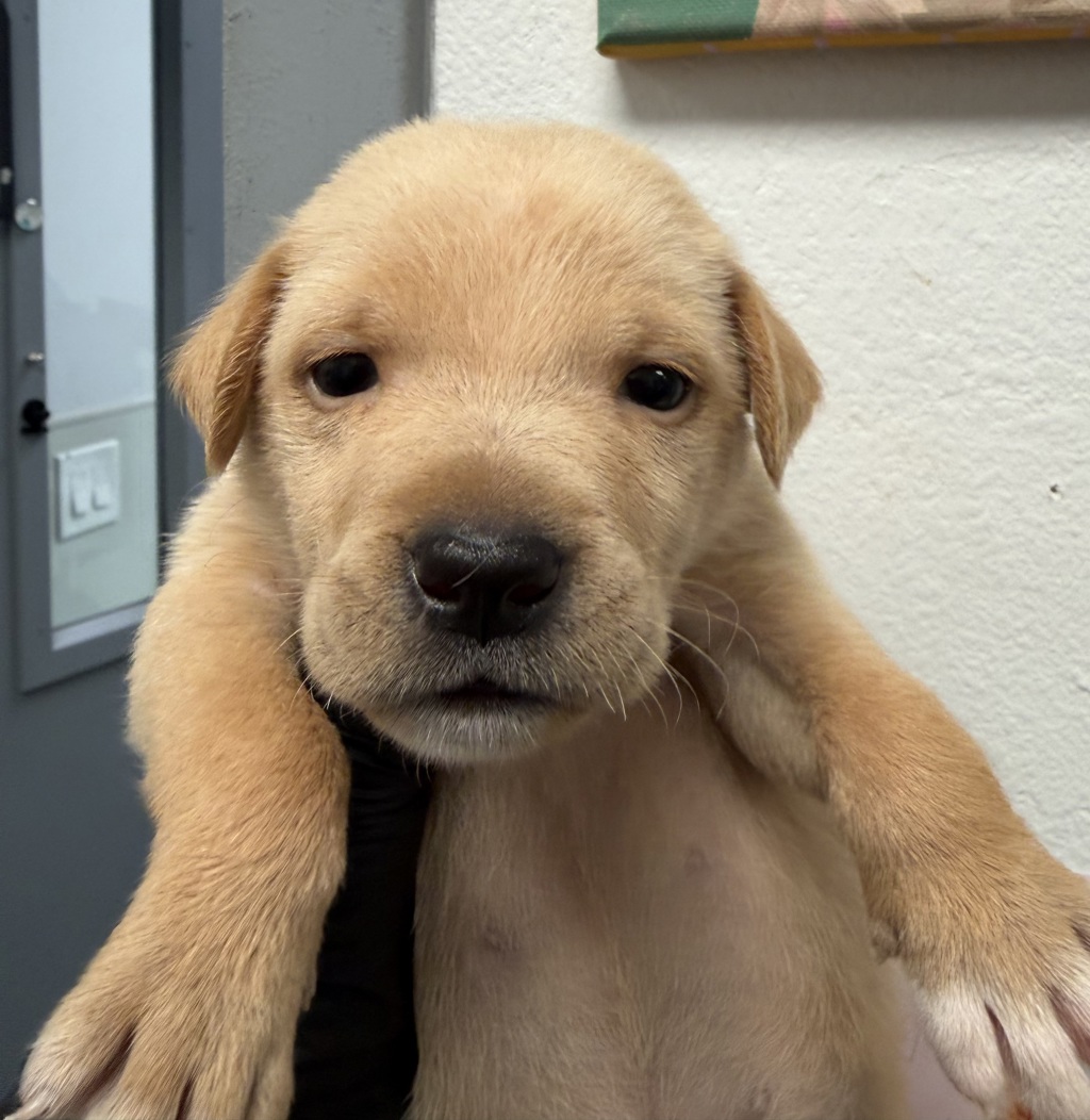 Shelter Stray Female Dog last seen Market Street, San Diego, CA, 92102, 5500 Gaines St, San Diego, CA 92110, USA