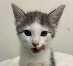 Shelter Stray Female Cat last seen NE 122nd and Glisan, PORTLAND, OR, 97230, 1700 W Historic Columbia River Hwy, Troutdale, OR 97060, USA