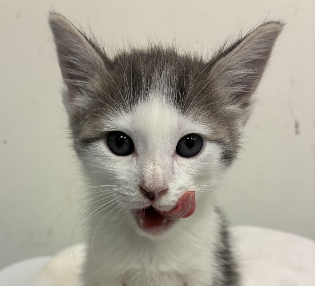 Shelter Stray Female Cat last seen NE 122nd and Glisan, PORTLAND, OR, 97230, 1700 W Historic Columbia River Hwy, Troutdale, OR 97060, USA
