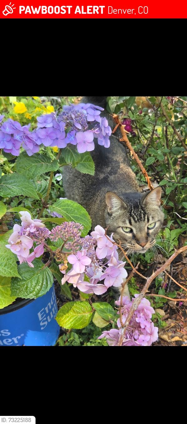 Lost Male Cat last seen Columbia and golden way, Denver, CO 80227