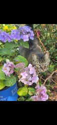 Lost Male Cat last seen Columbia and golden way, Denver, CO 80227