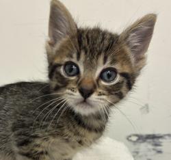 Shelter Stray Male Cat last seen NE 122nd and Glisan, PORTLAND, OR, 97230, 1700 W Historic Columbia River Hwy, Troutdale, OR 97060, USA