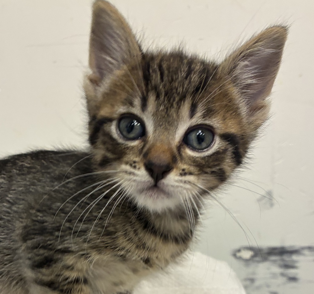 Shelter Stray Male Cat last seen NE 122nd and Glisan, PORTLAND, OR, 97230, 1700 W Historic Columbia River Hwy, Troutdale, OR 97060, USA