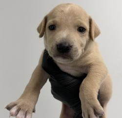 Shelter Stray Male Dog last seen Market Street, San Diego, CA, 92102, 5500 Gaines St, San Diego, CA 92110, USA