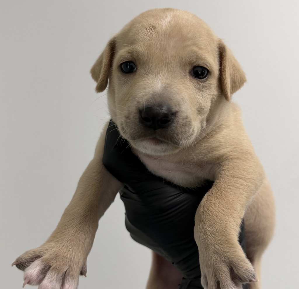 Shelter Stray Male Dog last seen Market Street, San Diego, CA, 92102, 5500 Gaines St, San Diego, CA 92110, USA