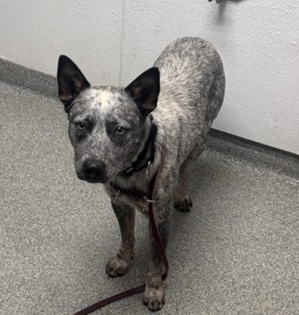 Shelter Stray Male Dog last seen Near Peet Lane, Escondido, CA, 92025, Escondido, CA 92027, USA